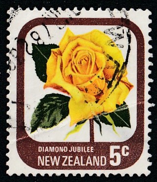 image-12514118-Gelbe_Rose_NZ_24-c51ce.jpg